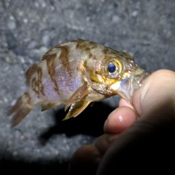 メバル