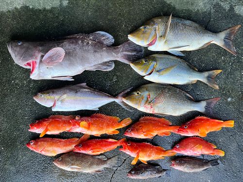 マハタの釣果