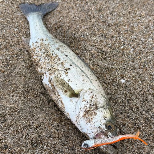 スズキの釣果