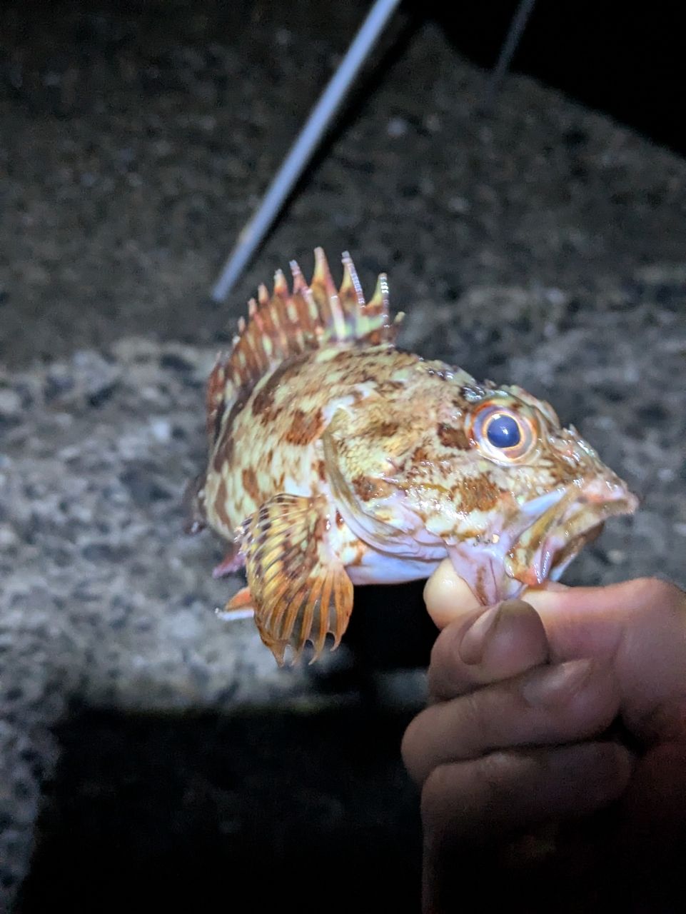カサゴ