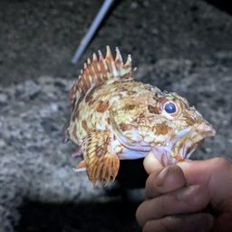カサゴ