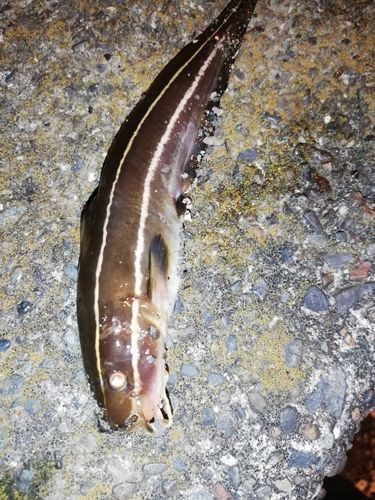 ゴンズイの釣果