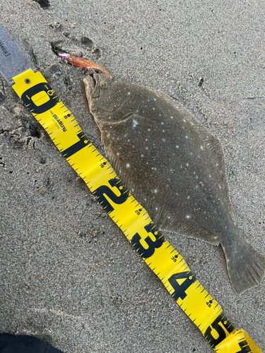 ヒラメの釣果