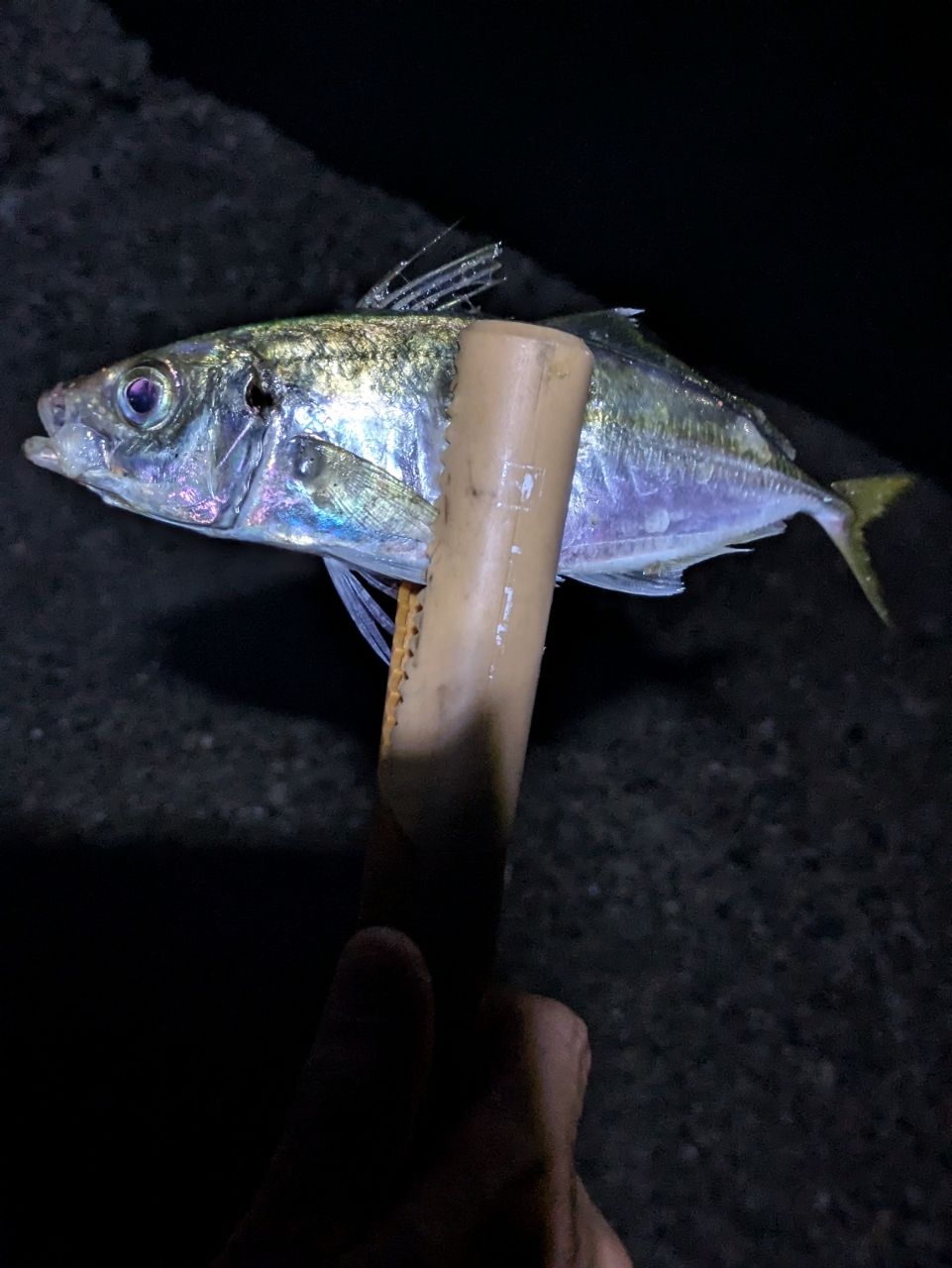アジ