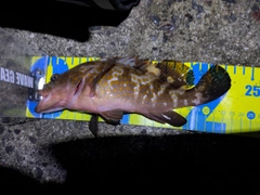 キジハタの釣果