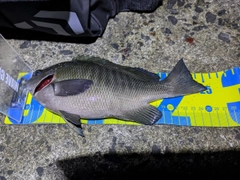メジナの釣果