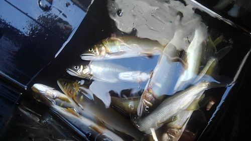 アユの釣果
