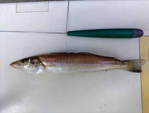 シロギスの釣果