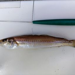 シロギス