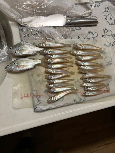 キスの釣果