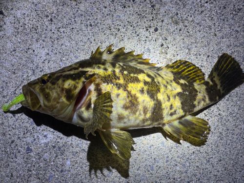 ベッコウゾイの釣果
