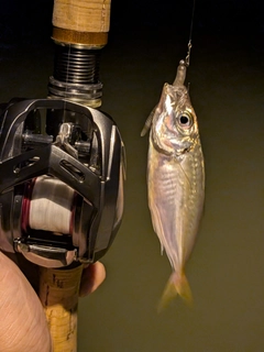 マアジの釣果