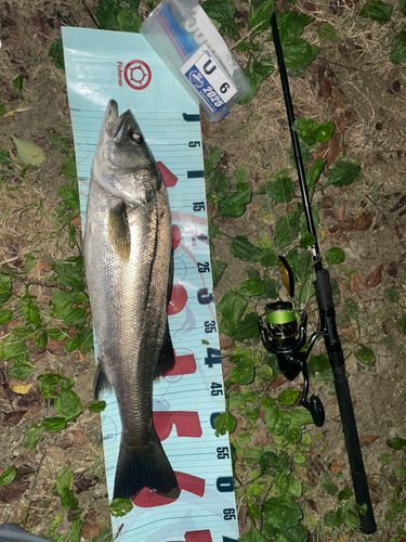 シーバスの釣果