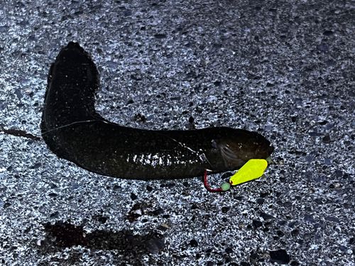 ギンポの釣果