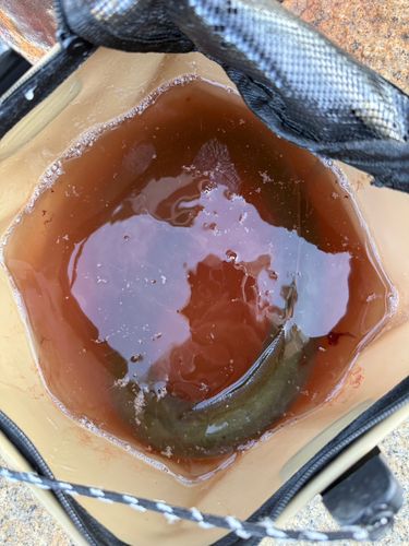 ニホンウナギの釣果