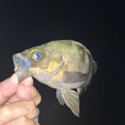 メバル