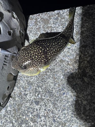 クサフグの釣果