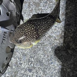 クサフグ