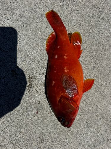 アカハタの釣果