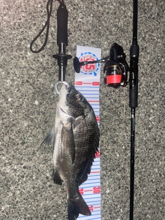 チヌの釣果