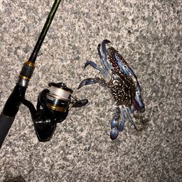 タイワンガザミ