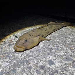 ウロハゼ
