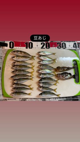 アジの釣果