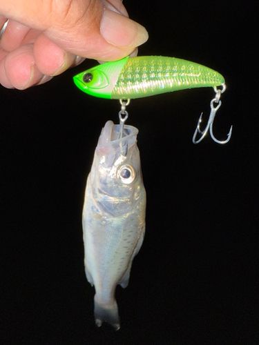 セイゴ（マルスズキ）の釣果