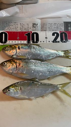 コノシロの釣果
