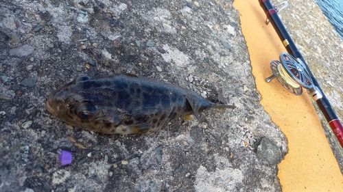 アカメフグの釣果