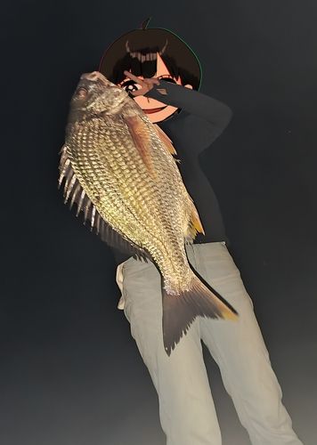 キチヌの釣果