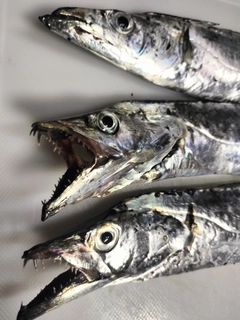 タチウオの釣果