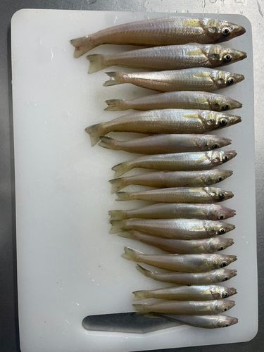 キスの釣果