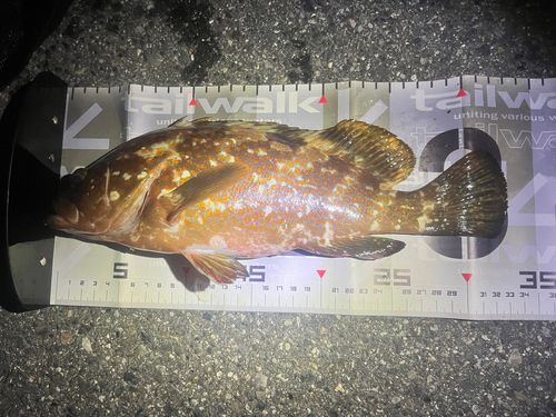 キジハタの釣果