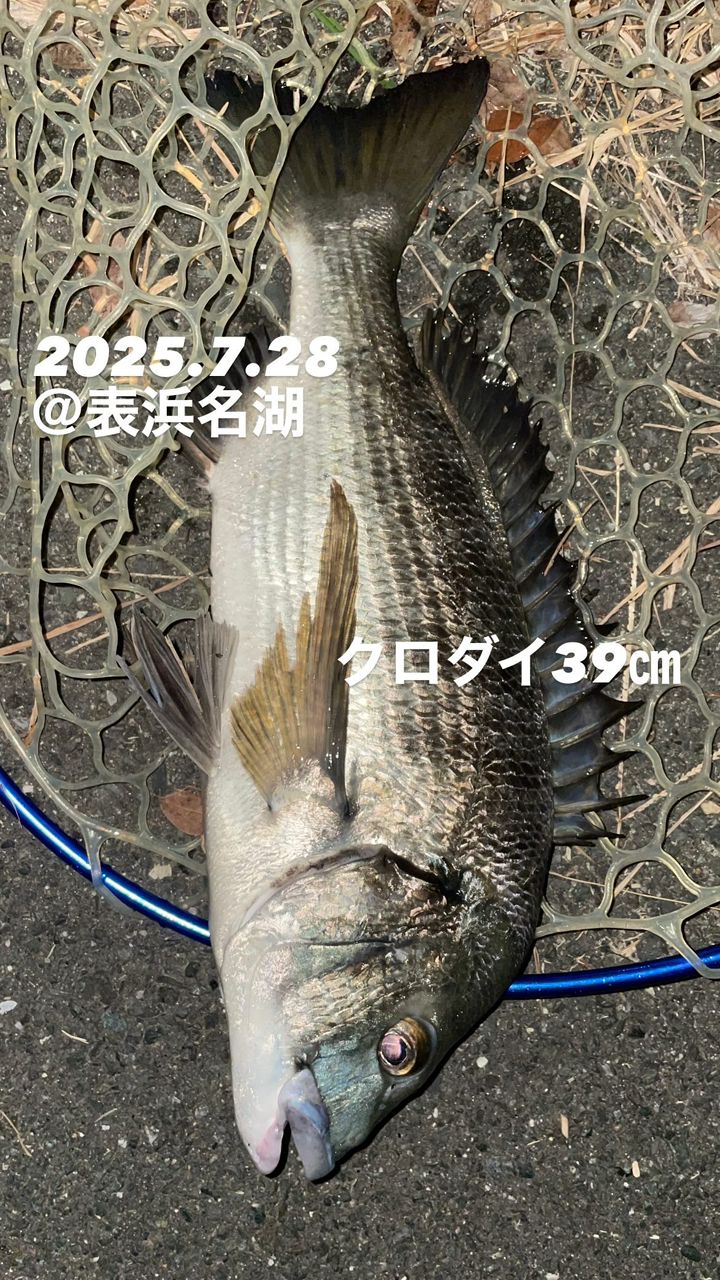 クロダイ