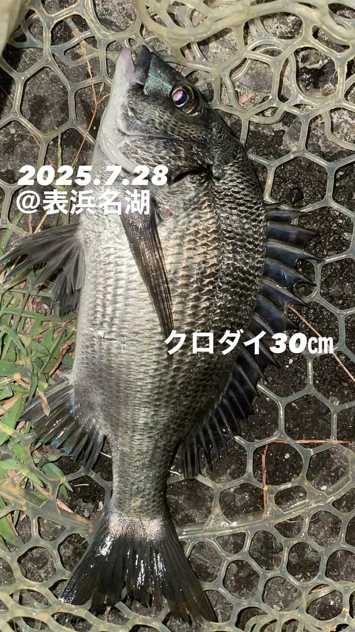 クロダイ