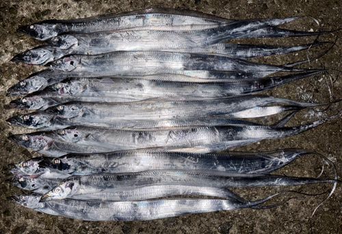 タチウオの釣果