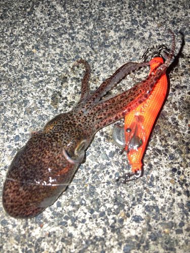 ミミイカの釣果