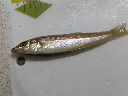 シロギスの釣果