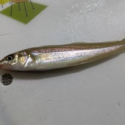 シロギス