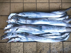 タチウオの釣果