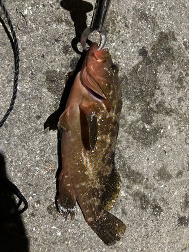 アコウの釣果