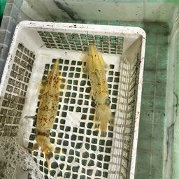 ケンサキイカ