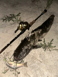 ナマズの釣果