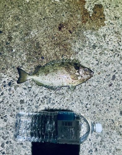 アイゴの釣果
