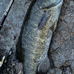 スモールマウスバス