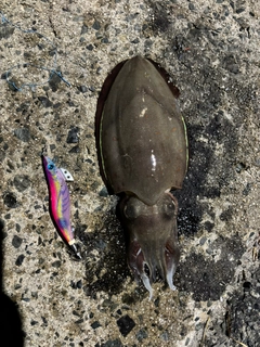 コウイカの釣果