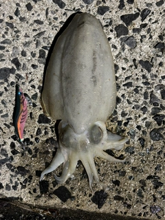 コウイカの釣果