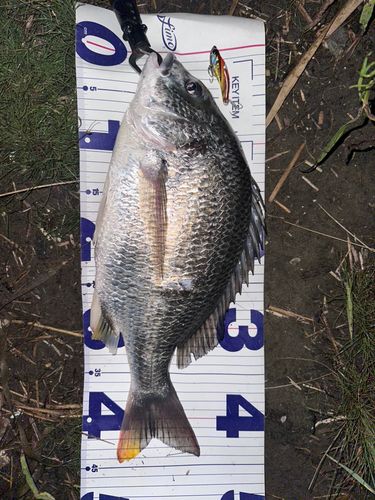 キビレの釣果