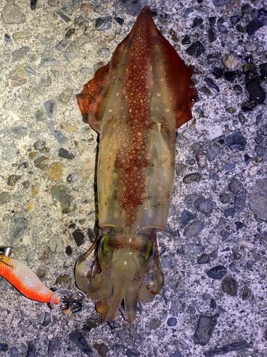 ケンサキイカの釣果
